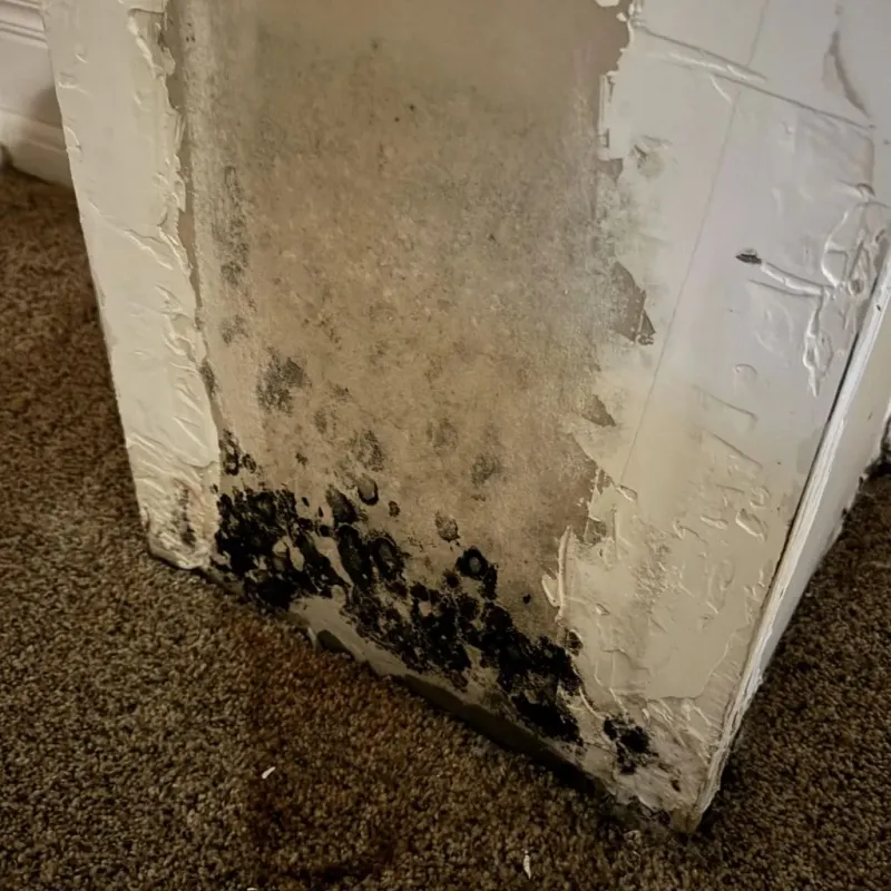 Professional Mold Removal in Evergreen Park, IL